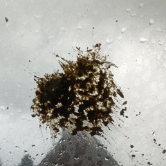 sraka na szybie +flexxed