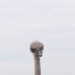 Schlag