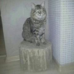 Фрэнк - однажды я проснусь от того, что мне никуда не надо идти