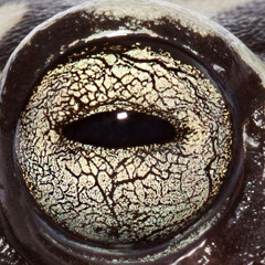 Frog Eyes - G3 x Sibuna Winterㄣ⃒ (Prod. Ariaty)