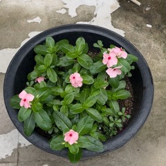 相