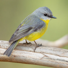bird rap