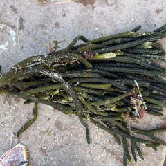 Camps de Travail Doge