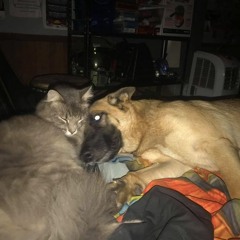 QUEEN(wayne And Ameer)