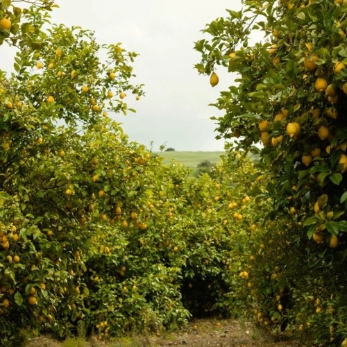 super lemon (kidbeats) 2021