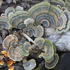 The Opossum In The Rain