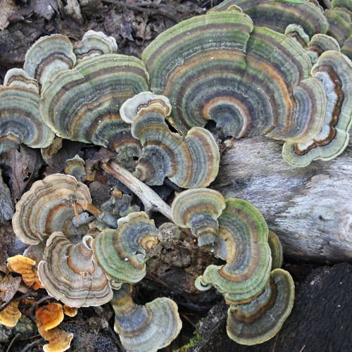 The Opossum In The Rain