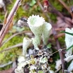 Riff on the pouce (kalimbabaorum)