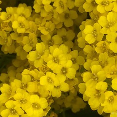 His, And His Alone (prod. by Bloom)