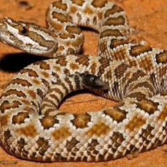 (bussin)rattlesnake_freestyle