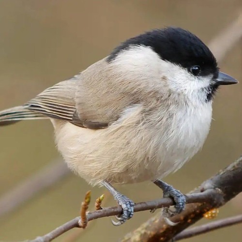 Tits