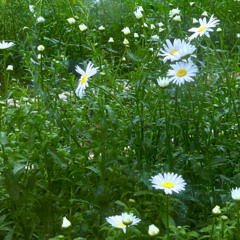 🌼 DAISIES (Justin Bieber) _ sui 신수이