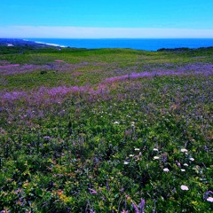 Feywild