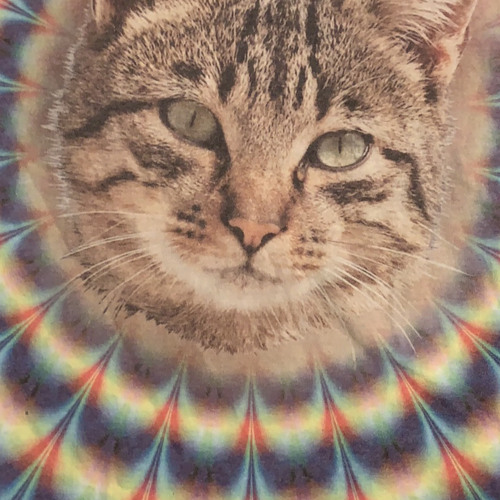Gitfiddlesnsitch
