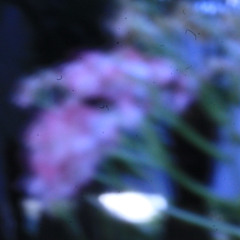 ZND