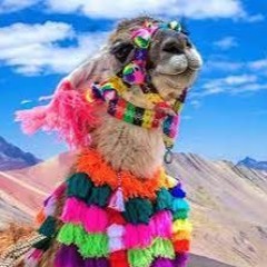Lama Lima