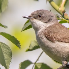 Lesser Whitethroat - MixPre - 6952