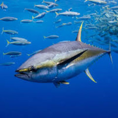 Fish #10