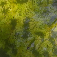 Pond Scum