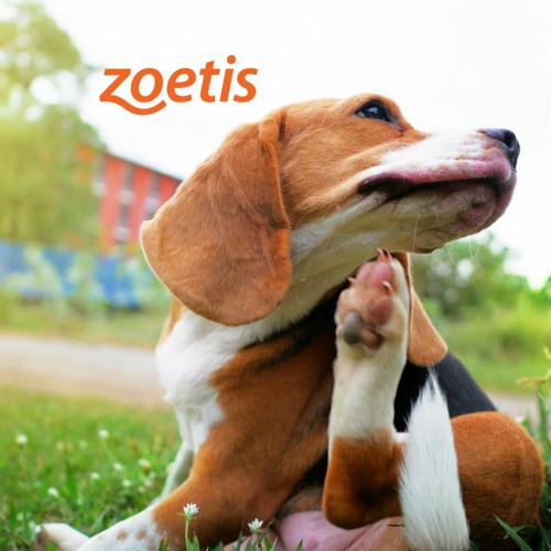 Zoetis itchy store dog