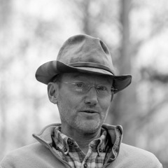 Populus tremuloides: De Lane Bredvik