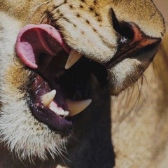 LION {prod. viteck}