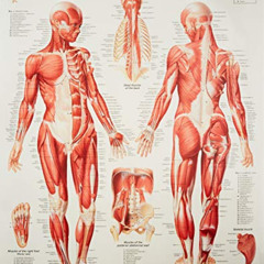 [Access] EPUB 📑 Muscular System Female chart: Laminated Wall Chart by  Scientific Pu