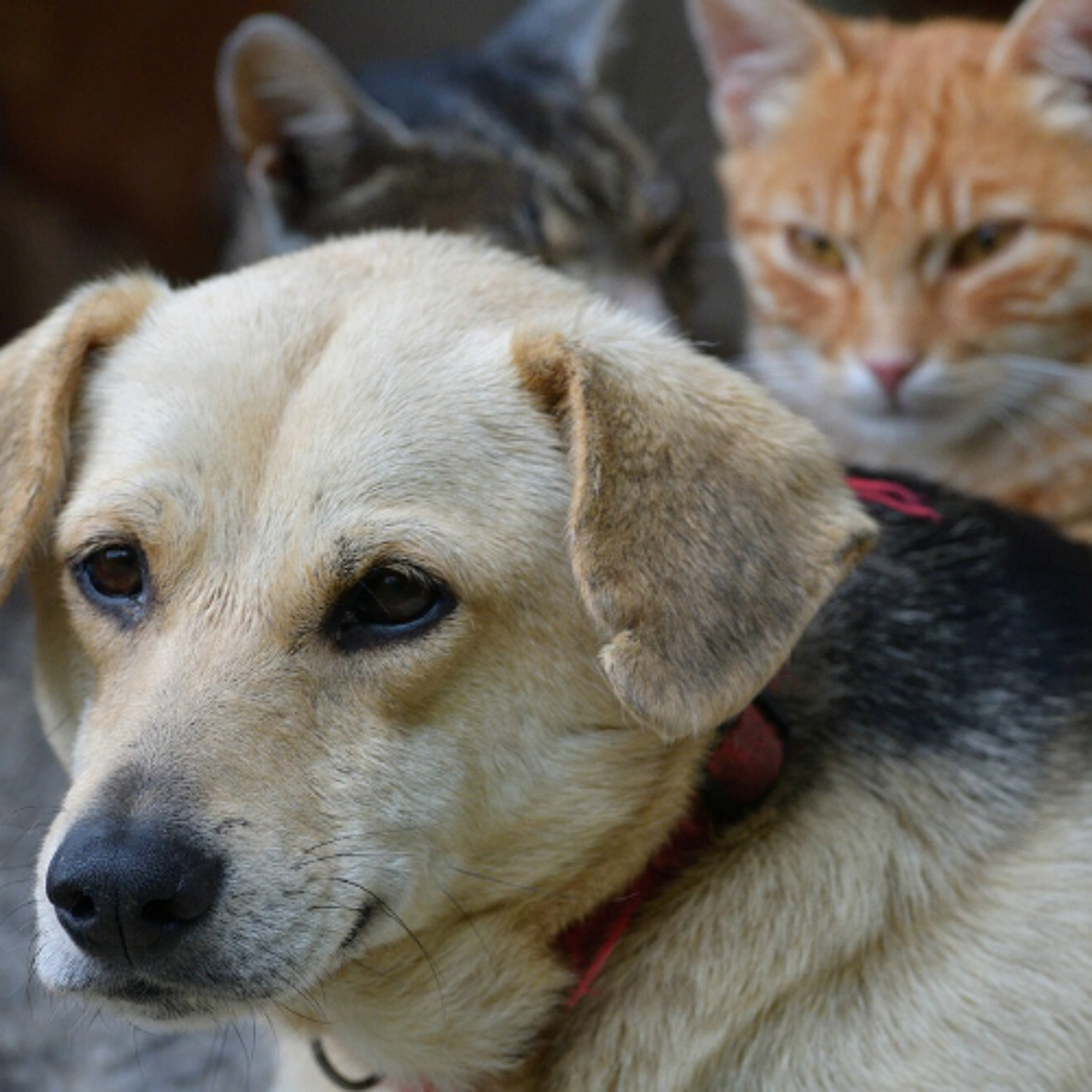 Treviso fortalece políticas de proteção animal e convoca população para censo de cães e gatos episode artwork