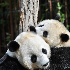 PREMIERE : Pimp Pandas - Life Is Geil (Monk Ernie Remix) [HUG Records]