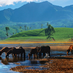 Drinking Horses