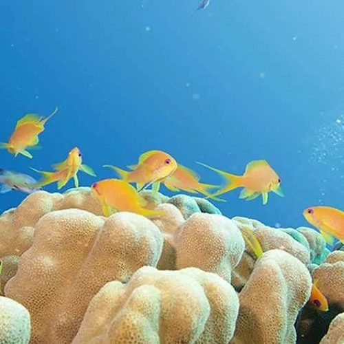 Asriel calm background music (FREE DOWNLOAD)