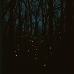Whispered Pines