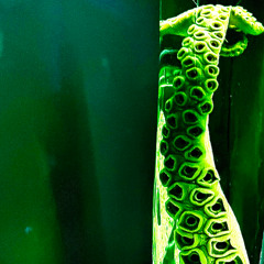 SnakeFish - So > Where is the MUZSIKA ?