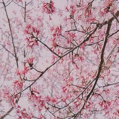 blossom