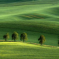 green green grass of wonder