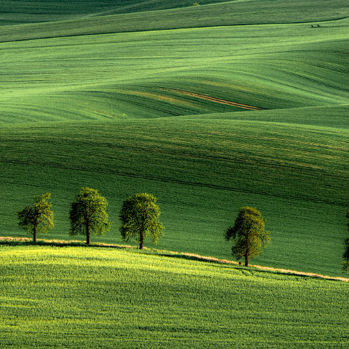 green green grass of wonder