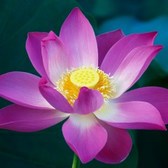 Wildflower - The Cult - Cover