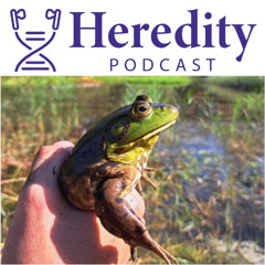 The American Bullfrog invasion of Belgium