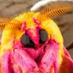 moth theriotype || bops