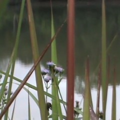 Healing with my instinct noise - piroon02