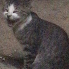 ‎⁨ وين رفيقي اه يادنيا⁩