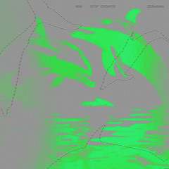 Дельфины