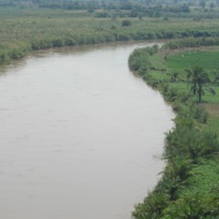 Les Champs agricoles  dans le parc de la Rusizi fragilisent les berges de la Rusizi