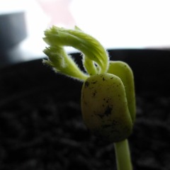 TAKE07.WAVlass dir watt einfallen