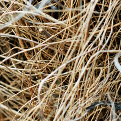 as wind in dry grass