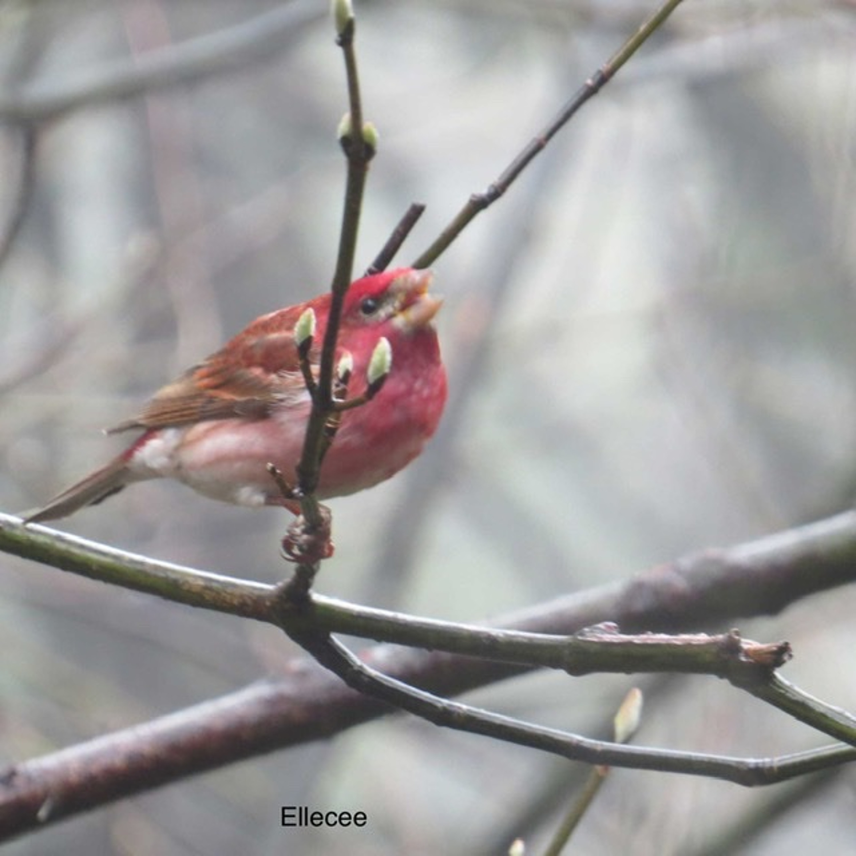 HOMESPUN,  Stories & Poetry