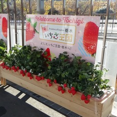 ASHIKAI - FLOWER PARK