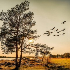 Sia - bird set free (Jaha remix)