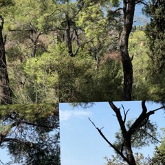 The bird that wants to talk with you