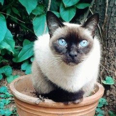 sábado a la noche (Juana la loca).mp3